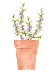 Watercolor rosemary flowers in flower pot isolated.	