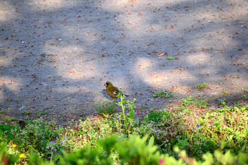 歩くカワラヒワ