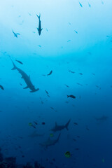 Hammerhead Sharks, Galapagos Islands, Ecuador