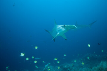 Hammerhead Sharks, Galapagos Islands, Ecuador