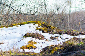 Melting snow with green moss and last year leaves at sunlight at spring april day. Spring landscape beautiful melt, nature green
