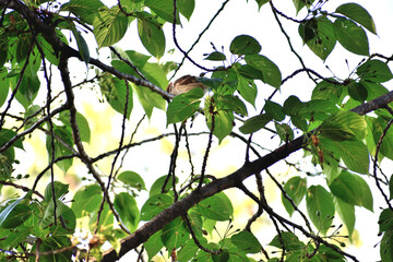 木にとまるスズメ