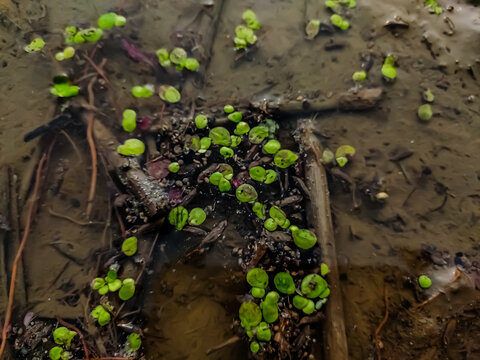 Limnobium laevigatum is a floating aquatic plant, and is a member of the family Hydrocharitaceae. Common names include West Indian spongeplant, South American spongeplant and Amazon or smooth frogbit.