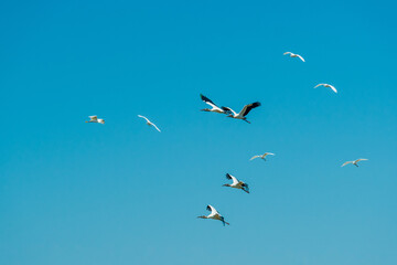 Fototapeta premium Birds in the Mato Grosso wetland, Pocone, Mato Grosso, Brazil on June 14, 2015.