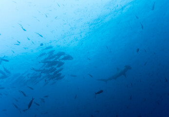 Hammerhead Shark and Schooling Fish, Galapagos Islands, Ecuador