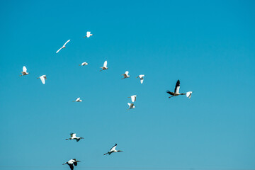 Birds in the Mato Grosso wetland, Pocone, Mato Grosso, Brazil on June 14, 2015.
