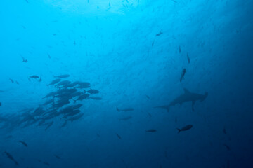 Fototapeta na wymiar Hammerhead Shark and Schooling Fish, Galapagos Islands, Ecuador