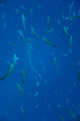 Hammerhead Shark and Schooling Fish, Galapagos Islands, Ecuador