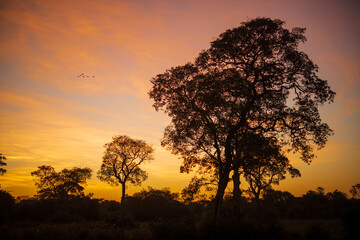 Fototapeta na wymiar Sunset on the banks of the transpantaneira road, in the Pantanal of the State of Mato Grosso close to Pocone, Mato Grosso, Brazil on June 14, 2015.