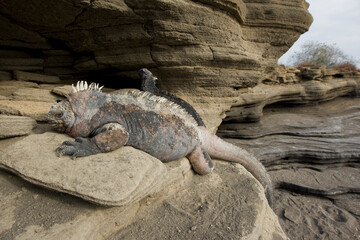 Marine Iguana, Galapagos Islands, Ecuador