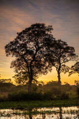 Fototapeta premium Sunset on the banks of the transpantaneira road, in the Pantanal of the State of Mato Grosso close to Pocone, Mato Grosso, Brazil on June 14, 2015.