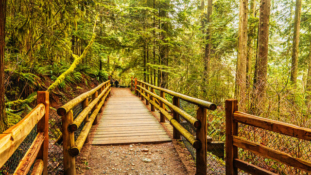 wooden footbridge and natural railings on BC forest trail