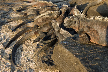 Marine Iguanas, Galapagos Islands, Ecuador