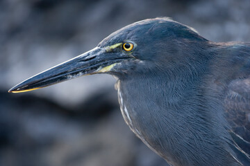 Lava Heron, Galapagos Islands, Ecuador