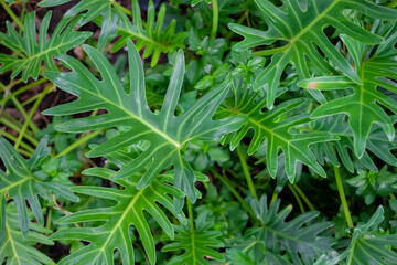 Philodendron xanadu in the garden, green tropical plant, leaves make it a popular foliage house plant, Air purification tree.