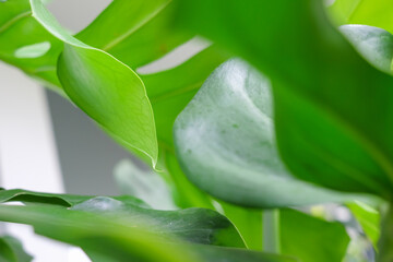 Monstera Leaves or Swiss Cheese Plant or Monstera Deliciosa in nature, tropical green leaves...