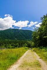 Fototapeta na wymiar Empty forest road in Golden Ears Provincial Park British Columbia Canada.