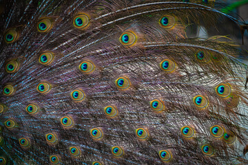 Obraz premium Plumas de Pavo Real 