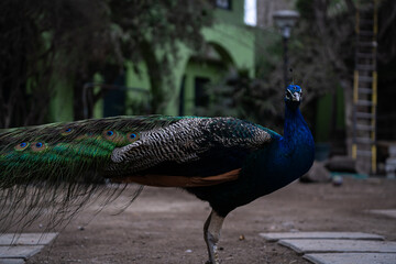 Fototapeta premium Pavo Real 