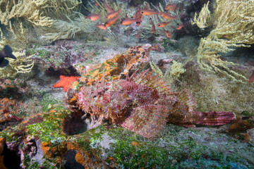 Fototapeta na wymiar Stone Scorpionfish, Galapagos Islands, Ecuador