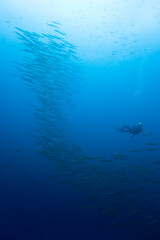 Fototapeta na wymiar Scuba Diving and Schooling Fish, Galapagos Islands, Ecuador