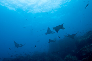 Spotted Eagle Rays, Galapagos Islands, Ecuador