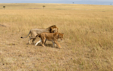 Naklejka na ściany i meble Lion And Lioness (panthers leo) walking in the Serengeti, Tanzania.