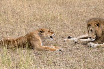 A  Lioness (panthers leo) resting in the Serengeti, Tanzania.
