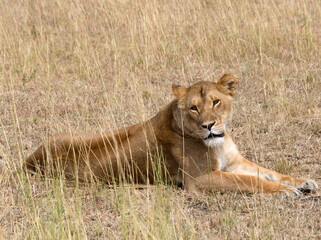 A  Lioness (panthers leo) resting in the Serengeti, Tanzania.