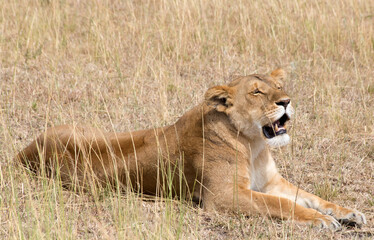 Fototapeta na wymiar A Lioness (panthers leo) resting in the Serengeti, Tanzania.