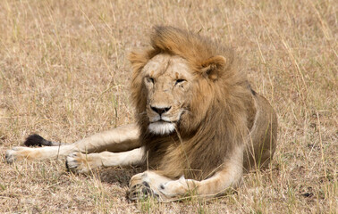 Obraz na płótnie Canvas A Male Lion (panthers leo) resting in the Serengeti, Tanzania.
