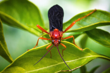 Red Paper Wasp