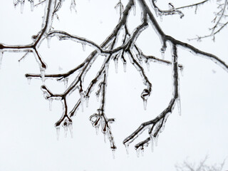 Close up of ice covering branches after the ice storm with a white cloudy sky in the background