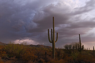 Saguaro cactus in a monsoon storm with lightning