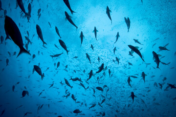 Schooling Fish, Galapagos Islands, Ecuador