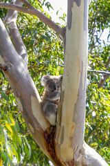 A Koala bear in a Eucalyptus tree, Australia