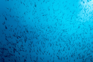 Schooling Tropical Fish, Galapagos Islands, Ecuador