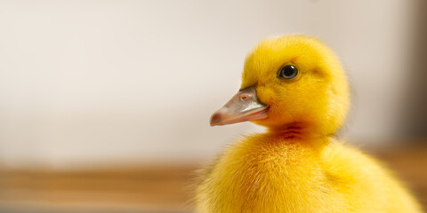 Newborn cute yellow little duckling close up. portrait of yellow duckling.