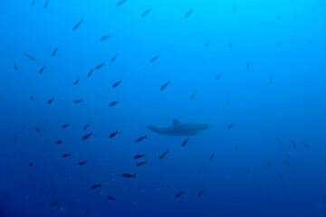 Pacific Bottlenose Dolphin, Galapagos Islands, Ecuador