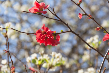 garden quince flowered in the spring of the mountains