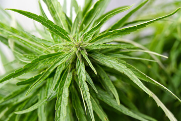 Fresh marijuana plant close-up. Cannabis green ripe Plant.