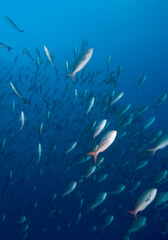 Schooling Fish, Galapagos Islands, Ecuador