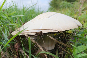 mushroom in the grass
