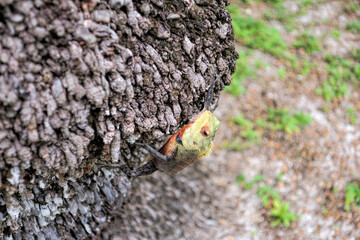 A beautiful multi-colored lizard creeps on a tree. She basks in the sun.