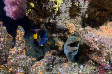 Fototapeta na wymiar Spotted Moray Eel and King Angelfish, Galapagos Islands, Ecuador