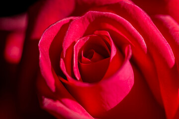 Macro Red rose flower
