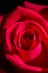 Macro Red rose flower