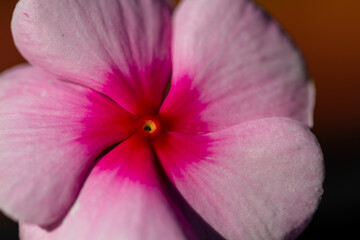 Fototapeta na wymiar Madagascar Periwinkle flower in pink, Macro view