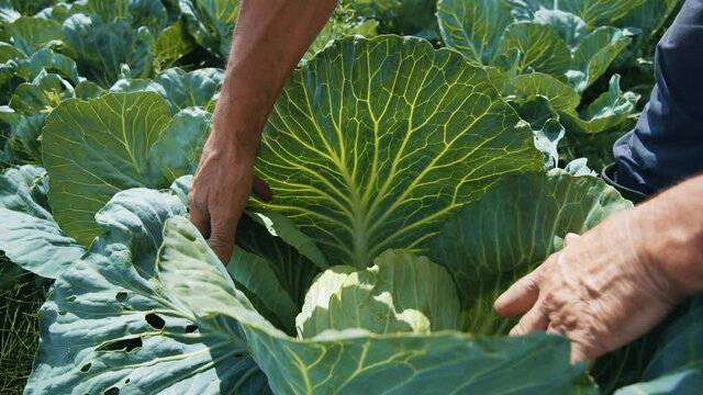Senior farmer checks cabbage plants for ripe heads working on harvesting agricultural field farmland local agribusiness. Cultivation. Greenery.