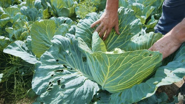 Close-up old farmer checking cabbage leaves for cabbage heads searching and working during summer harvest outdoor. Plantations. Healthy food. Organics.